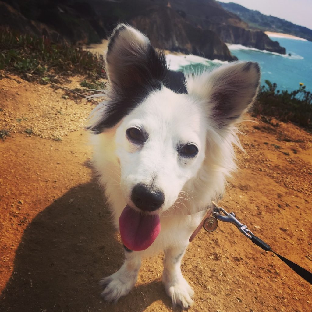 Dog-friendly hiking trails near San Francisco