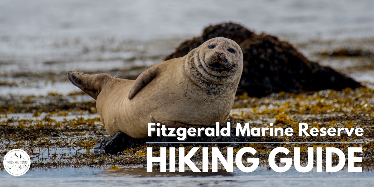 This coastal hike at the Fitzgerald Marine Reserve in Moss Beach is best done at low tide when you can walk along the tide pools and see all of the seals.
