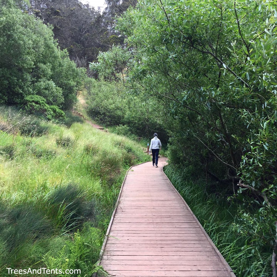 San Francisco's Glen Canyon Park has a lot of dog-friendly hiking trails through the canyon.