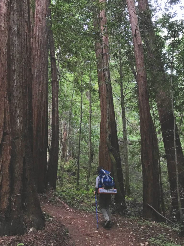 Hiking through groves of old growth redwood trees on the Skyline to the Sea Trail