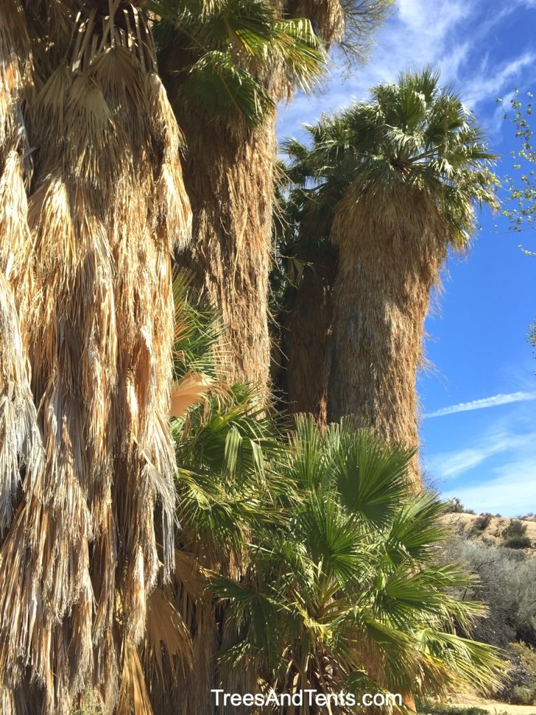 Close-up of the fan palms in the Cottonwood Springs oasis on the Mastodon Peak Loop Trail.