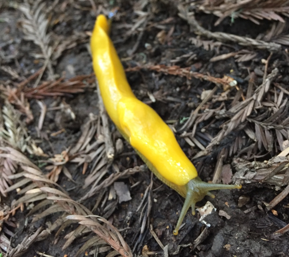 A banana slug creeping along the trail at Purisima Creek Redwoods