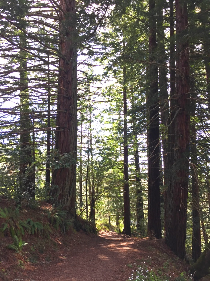 The first crop of redwood trees on the Harkins Ridge Trail in Purisima Creek