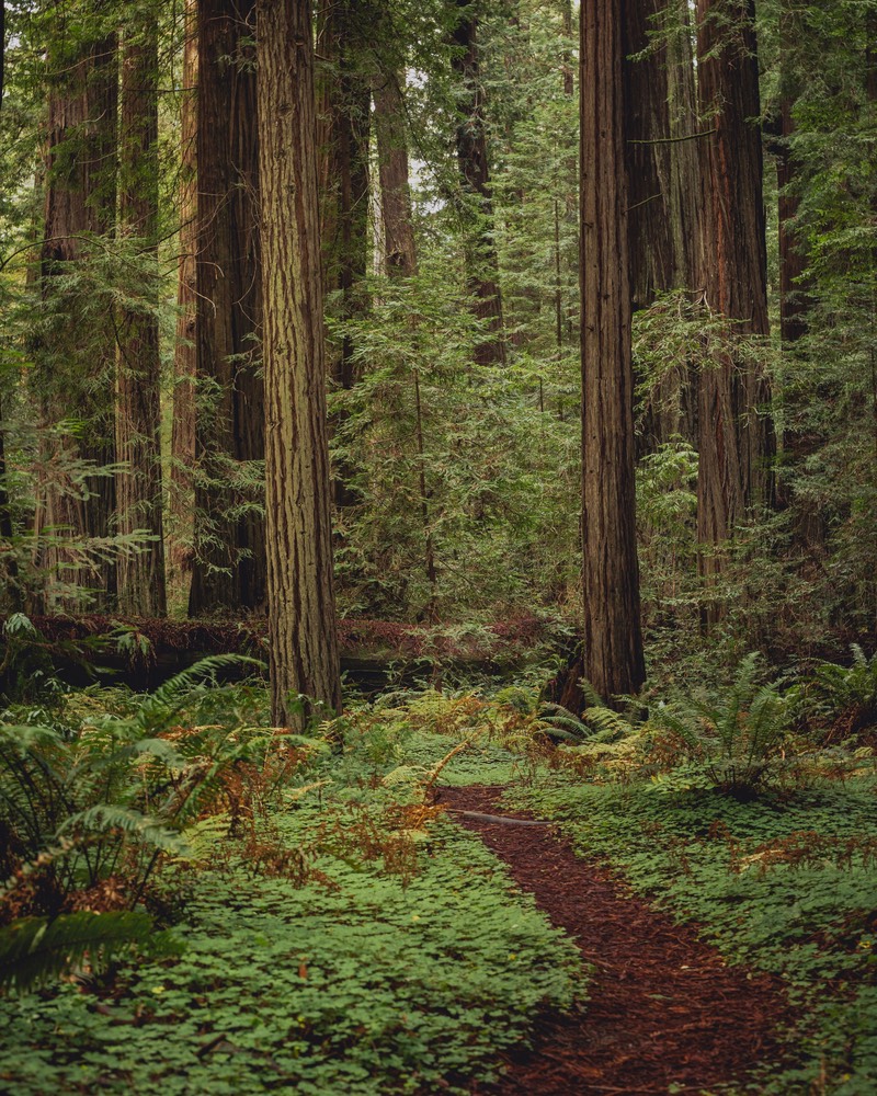 A trail through a redwood forest. The trail is lined with woodland sorrel and has several large trees.